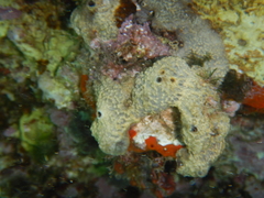 Irciniidae