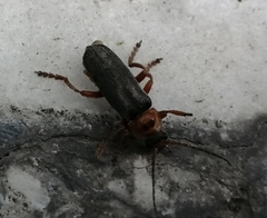 Cantharis annularis