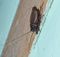 Diploptera