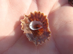 Crucibulum scutellatum
