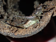 Arytropteridini