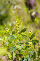 Baptisia lanceolata