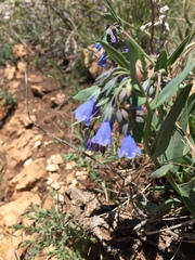 Mertensia lanceolata