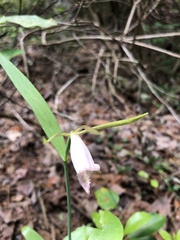 Cleistesiopsis