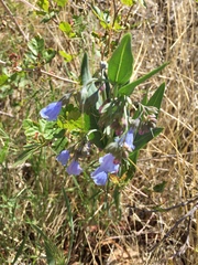 Mertensia lanceolata