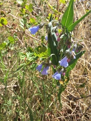 Mertensia lanceolata