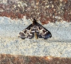 Diasemiodes janassialis