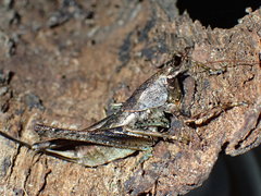 Arytropteridini