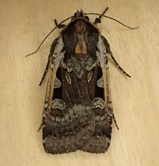 Parabagrotis exsertistigma