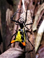 Micrathena schreibersi