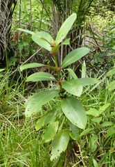 Stipularia africana
