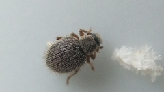 Brachysomus echinatus