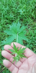 Aconitum lasiostomum