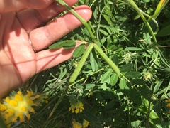 Anthyllis vulneraria