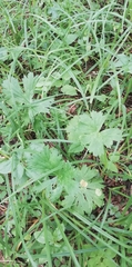 Aconitum lasiostomum