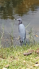 Egretta caerulea