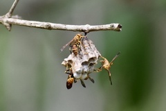 Polistes cubensis