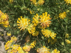 Anthyllis vulneraria