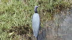 Egretta caerulea