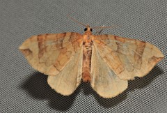 Eulithis propulsata