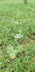 Aconitum lasiostomum