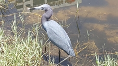 Egretta caerulea
