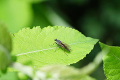 Pandivirilia