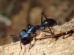 Camponotus natalensis