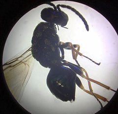 Miscogaster elegans