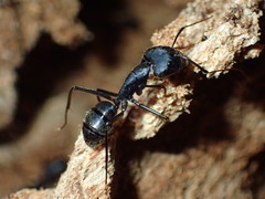 Camponotus natalensis
