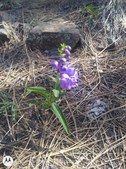 Penstemon strictus
