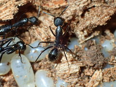 Camponotus natalensis
