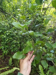 Coccoloba diversifolia image