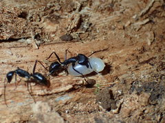 Camponotus natalensis