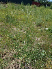 Melilotus albus