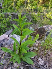 Solidago virgaurea
