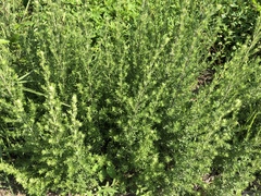 Artemisia lancea