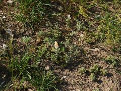 Scleranthus perennis