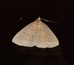 Zanclognatha marcidilinea