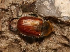 Chaetopteroplia segetum