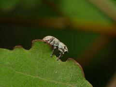 Strophosoma capitatum