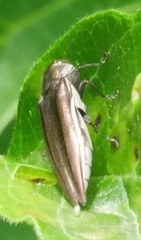 Agrilus macer
