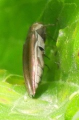 Agrilus macer