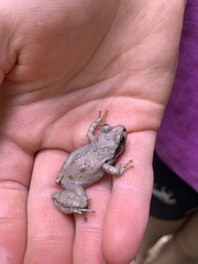 Pseudacris collinsorum