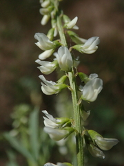 Melilotus albus