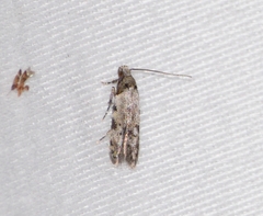 Taygete attributella