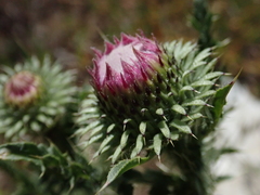 Carduus acanthoides
