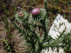 Carduus acanthoides