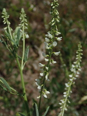 Melilotus albus