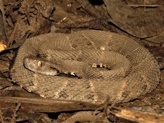 Bothrops atrox